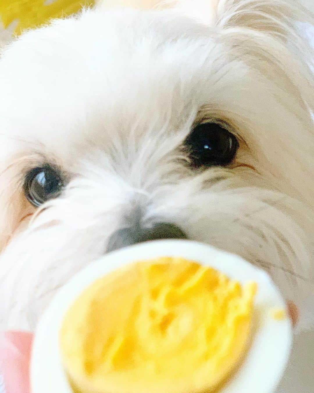 チャン・リーメイさんのインスタグラム写真 - (チャン・リーメイInstagram)「キミ派？ ✴︎ 白身派？ ✴︎ ボク、キミ派❣️ ✴︎ #白身は私が食べます  #卵好き #卵犬 #ゆでたまご #boiledegg🥚 #ドアップ」6月1日 15時20分 - limeichiang