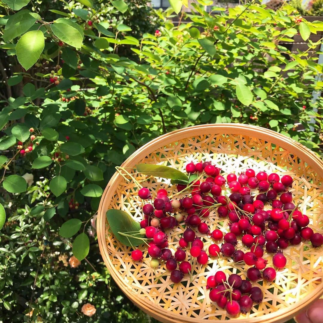 益子直美さんのインスタグラム写真 - (益子直美Instagram)「庭のジューンベリー、毎日150gずつくらい収穫しています。 鳥さんと分け合いながら。 そのまま食べても美味しいけど、今年はジューンベリービネガーを作ろうと思っています。  #ジューンベリー」6月1日 15時22分 - naomi.masuko