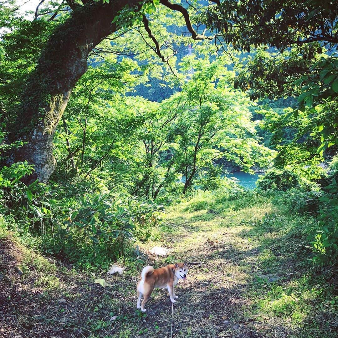 Hanamichi ＆ ℕㆁℜ〡ｋㆁ♡さんのインスタグラム写真 - (Hanamichi ＆ ℕㆁℜ〡ｋㆁ♡Instagram)「#初夏  #✨ #マーガレット #green #新緑 #🌱 #earlysummer  ##柴犬 #しばいぬ #子犬 #わんこ #dog #shiba #puppy #love」6月1日 15時55分 - nyoriri
