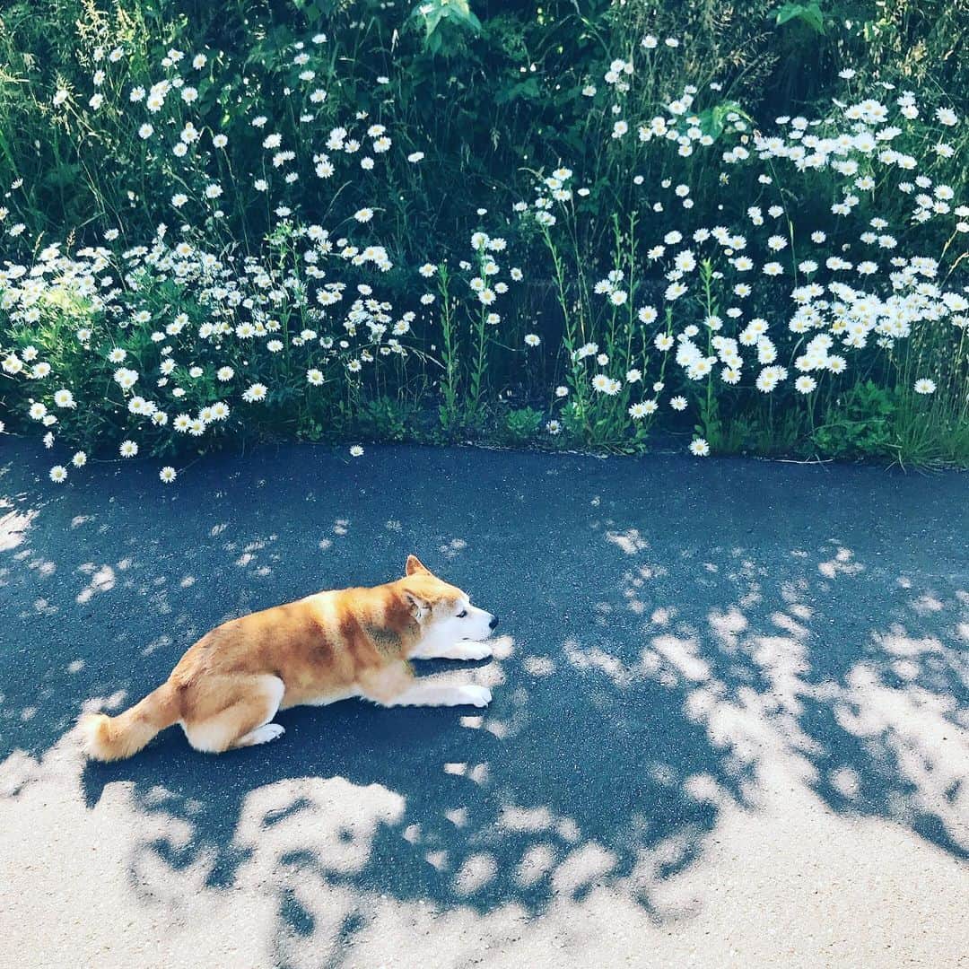 Hanamichi ＆ ℕㆁℜ〡ｋㆁ♡のインスタグラム：「#初夏  #✨ #マーガレット #green #新緑 #🌱 #earlysummer  ##柴犬 #しばいぬ #子犬 #わんこ #dog #shiba #puppy #love」