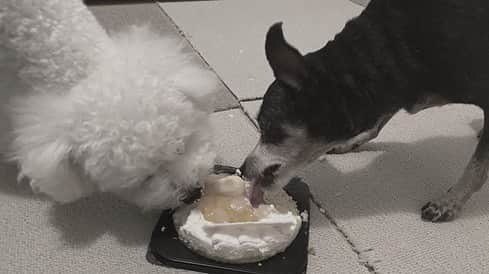 吉川愛さんのインスタグラム写真 - (吉川愛Instagram)「☺︎ 犬用のケーキ買いました ピんく用とセナ用のケーキ。 セナは食べ終わったらピんくのケーキを 当たり前のように食べていました。😑 ケーキ食べた後2匹とも口の周りベタベタで 甘い香りがして可愛すぎた🐮」6月1日 16時04分 - ai_yoshikawa_official