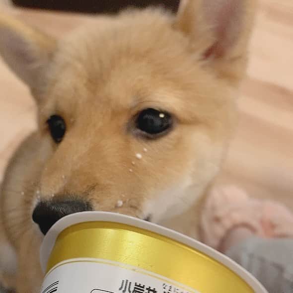 環奈（長沢菜々香の飼い犬）のインスタグラム：「ヨーグルト好きみたい🐄 . . .  #豆柴#柴犬#日本犬#黒柴#黒豆柴#まめしば#しばいぬ#しば#しばすたぐらむ #こいぬ #柴  #ここ柴部#柴子犬 #shibalove #mameshiba #kuroshiba #shibainu #shiba #shibadog #shibastagram #shibastyle#なーこ#長沢菜々香」