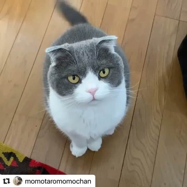 のインスタグラム：「ももちゃん🍑猫テレレベル1-10全てコンプリートしました💮💯🤩一部を紹介！ みなさんもお時間あるときにぜひ色々チャレンジしてみてください！もしかしたらスターペットからスカウトもあるかも？！ @momotaromomochan with @make_repost ・・・ A variety pack of Momochan for you❤️😆 Sound ON🔊 ・ ・ 🍀猫ちゃんも一緒にSTARPETのテレワーク🖥🍀 にボクも参加しましゅ😽 ・ 課題クリアできてるか心配にゃあ〜➰➰ ①5秒みつめる🥺 ②にゃー💕 ③にゃー🎶 ④ふりむく、にゃー💘 ⑤#籠屋桃太郎 のあくび🥱 ・  Momochan the Scottish Fold 🍑 ももちゃん(ももたろう) 4歳 @_starpet_  #スタペグラム #スタペ応募_5秒みつめる #スタペ応募_にゃー #スタペ応募_ふりむく #スタペ応募_あくび ✨ #テレワーク監視員 #医療従事者に感謝  #コロナばっかりで気が滅入るから可愛い動物載せようぜ  #今だからこそモフモフで癒しを #チームびびりんちょ #朝ワンコ夕ニャンコ#ペコねこ部#みんねこ#peppyフォト部#pecotv #nyancon01 #猫とおうち時間 @nyantomo_jp  #meowed#catstagram#instagramcats#catsofinstagram#kawaii#gato#chat#고양#แมว#eclatcat#picneko#rakutenpet」