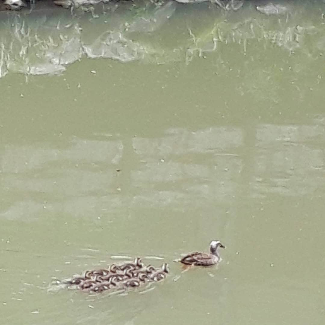 ストーカー市川さんのインスタグラム写真 - (ストーカー市川Instagram)「この様な状況になってますが 10日程前に見付けた鴨さん御一行が大きく成長してた。 ヴェッ！  #DRAGONGATENETWORK #DRAGONGATE #ProWrestling #闘龍門世代」6月1日 16時50分 - konomamaichikawa