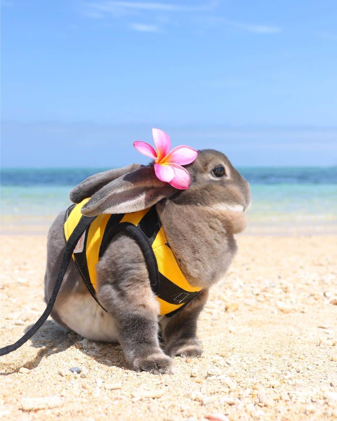 Kayoのインスタグラム：「今年の5月なかったよね？ みたいな感じの6月。 いいお天気で始まったよ〜🐝」