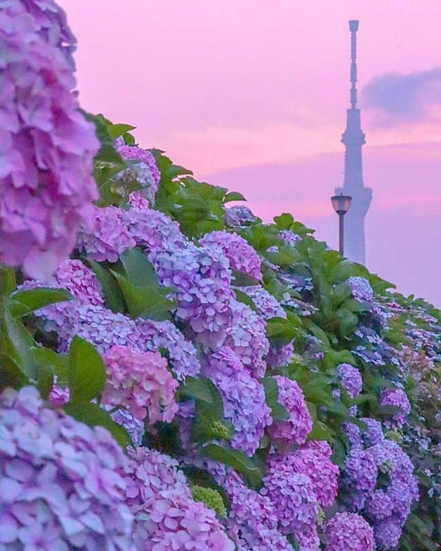 JALさんのインスタグラム写真 - (JALInstagram)「. Hydrangeas against the evening sky. #NoPlanNoProblemJune  あじさいと夕空のコラボレーション✨ . . Photo by @aya_gosh Post your memories with #FlyJAL  #JapanAirlines #japan  #東京スカイツリー #flower_special_」6月1日 17時30分 - japanairlines_jal