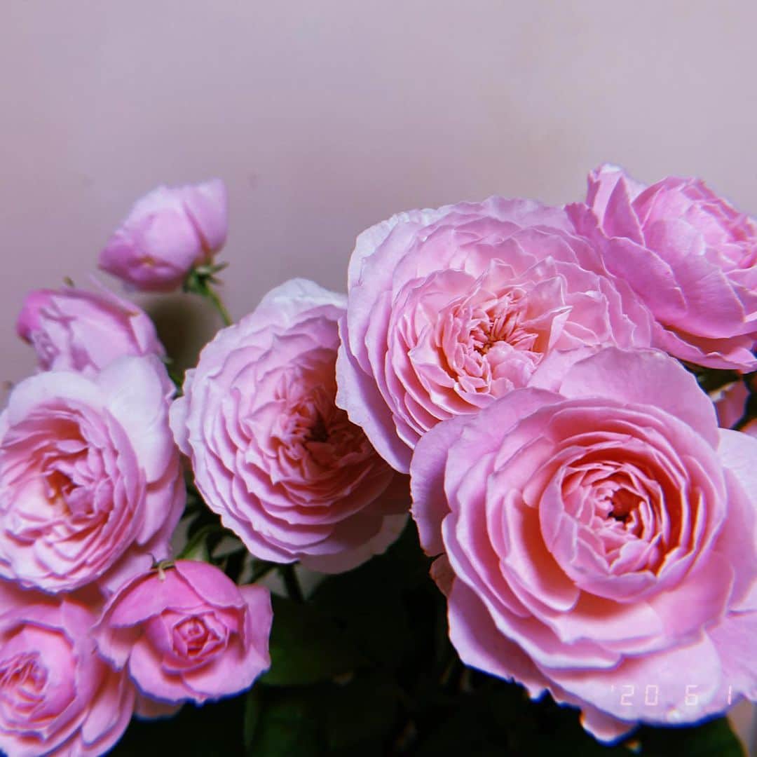 西田さおりさんのインスタグラム写真 - (西田さおりInstagram)「新入りピンクのお薔薇さん。 . . #ピンクの薔薇 #まさにエレガント #結局春物のコートとか #気に入って買ったセーターとか #2回くらいしか着れずに #梅雨が近づいてる #なんてこった #洋服買いに行きたい欲が #爆発しそうだ」6月1日 17時44分 - saori19950108
