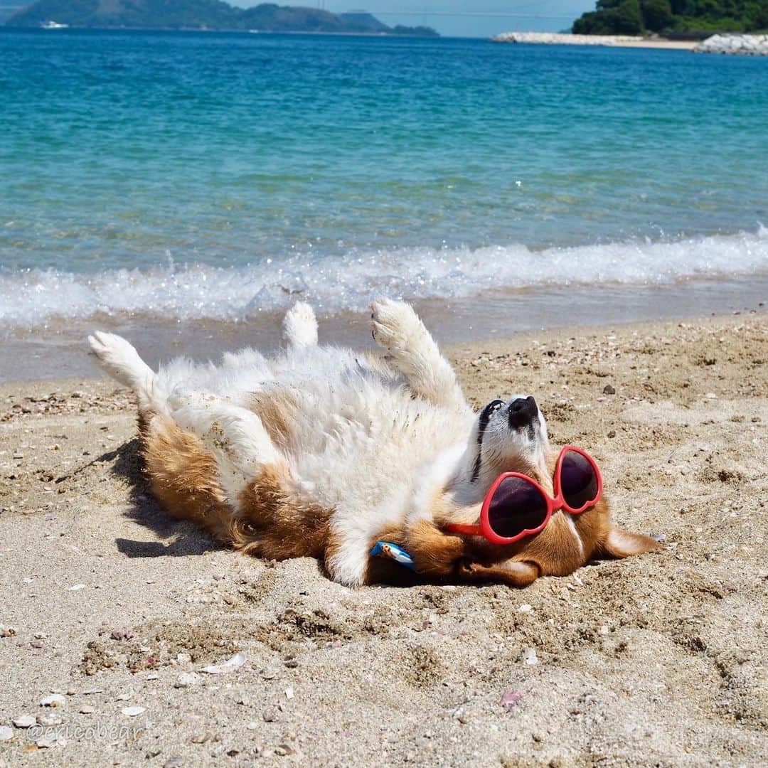 ericoさんのインスタグラム写真 - (ericoInstagram)「✩ そして くつろぎすぎる件 ✩ I was too relaxed at the beach with my mom.🐶💤 ✩ #寝ました #野生なら速攻狩られるタイプ #お腹まで日焼けしたいタイプ #海で寝るのが特技なタイプ ✩ #それいけ力丸くん #コーギー  #犬のいる暮らし#pembrokewelshcorgi  #corgistagram #barked #myfavcorgi #buzzfeed #corgisofinstagram  #dailyfluff #9gag #weeklyfluff #dogstagram #corgibutt」6月1日 17時48分 - ericobear