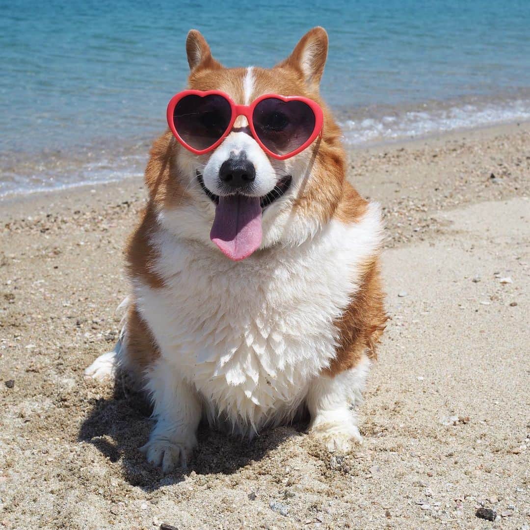 ericoさんのインスタグラム写真 - (ericoInstagram)「✩ そして くつろぎすぎる件 ✩ I was too relaxed at the beach with my mom.🐶💤 ✩ #寝ました #野生なら速攻狩られるタイプ #お腹まで日焼けしたいタイプ #海で寝るのが特技なタイプ ✩ #それいけ力丸くん #コーギー  #犬のいる暮らし#pembrokewelshcorgi  #corgistagram #barked #myfavcorgi #buzzfeed #corgisofinstagram  #dailyfluff #9gag #weeklyfluff #dogstagram #corgibutt」6月1日 17時48分 - ericobear