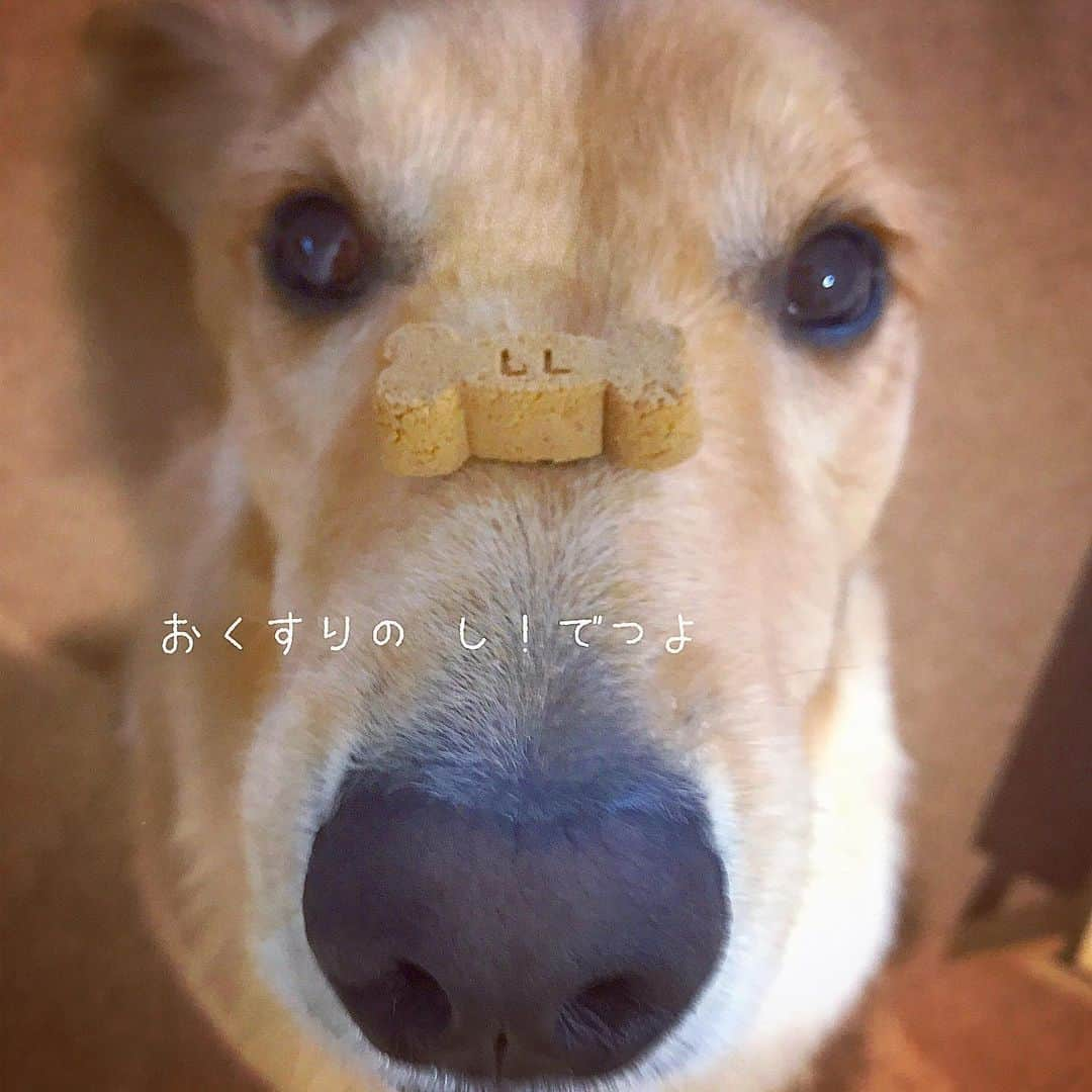 ikumiさんのインスタグラム写真 - (ikumiInstagram)「* * 勝手に保健係✋🏻🐶 お知らせですよ〜！ 今月も忘れずに〜💊 . カピバラにしか見えない。 * * #フィラリア予防 #goldenretriever#retrieverlife#ゴールデンレトリバー#大型犬#大型犬のいる暮らし#ぴーすっ子#vivi日記2歳」6月1日 18時04分 - ikumi.betty_jupiter