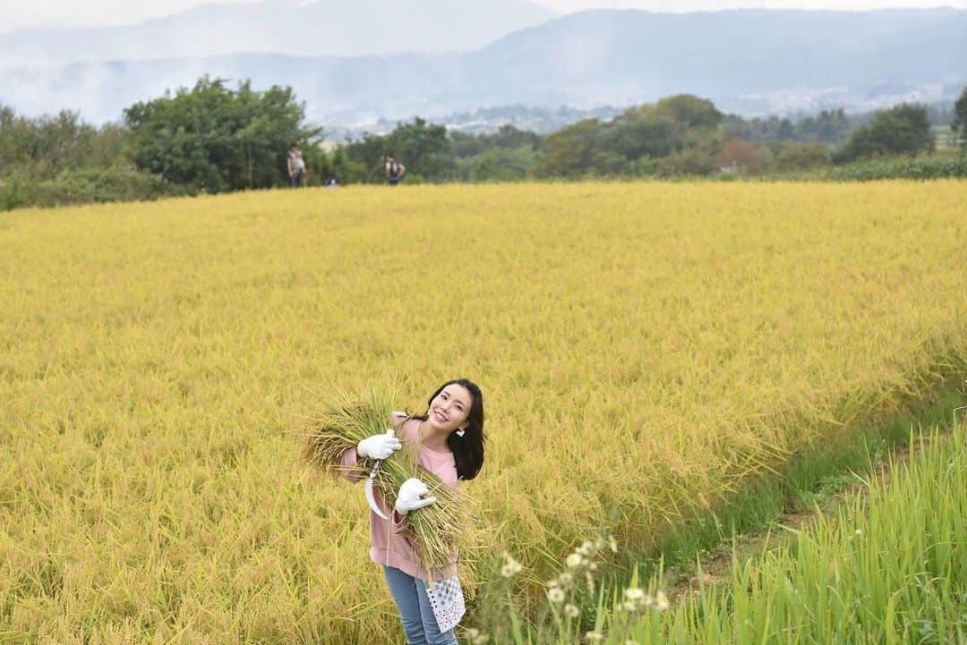 児玉アメリア彩さんのインスタグラム写真 - (児玉アメリア彩Instagram)「信州八重原産のコシヒカリ﻿ 【謙太郎米】で﻿ #おうち日本酒グラビア 番外編🙌﻿ ﻿ ﻿ こちらは酒米ではありませんが、﻿ 信州八重原「太陽と大地」の柳澤謙太郎さんは﻿ 長野県・大信州酒造の契約農家さん﻿ ﻿ 私も公私ともにお世話になっており、﻿ 昨年は酒米・金紋錦の稲刈りにもお邪魔しました🌾﻿ ﻿ ﻿ こちらの謙太郎米コシヒカリは、﻿ ツヤッツヤで甘みがあり、且つまったく くどさがなく﻿ 炊き立てなんてとくに、お箸が止まらなくなってしまいます…🍚シンプルな塩むすびも極上。﻿ ﻿ 期間限定で10%OFF＆送料無料なので﻿ ぜひ一度お試しいただきたい逸品です✨﻿ 👉 http://www.kentaromai.com/ ﻿ ﻿ ﻿ ﻿ ﻿ ﻿ #本日の児玉酒 #今日も生きた #謙太郎米 #金紋錦 #酒米」6月1日 18時08分 - aya_amelia_kodama