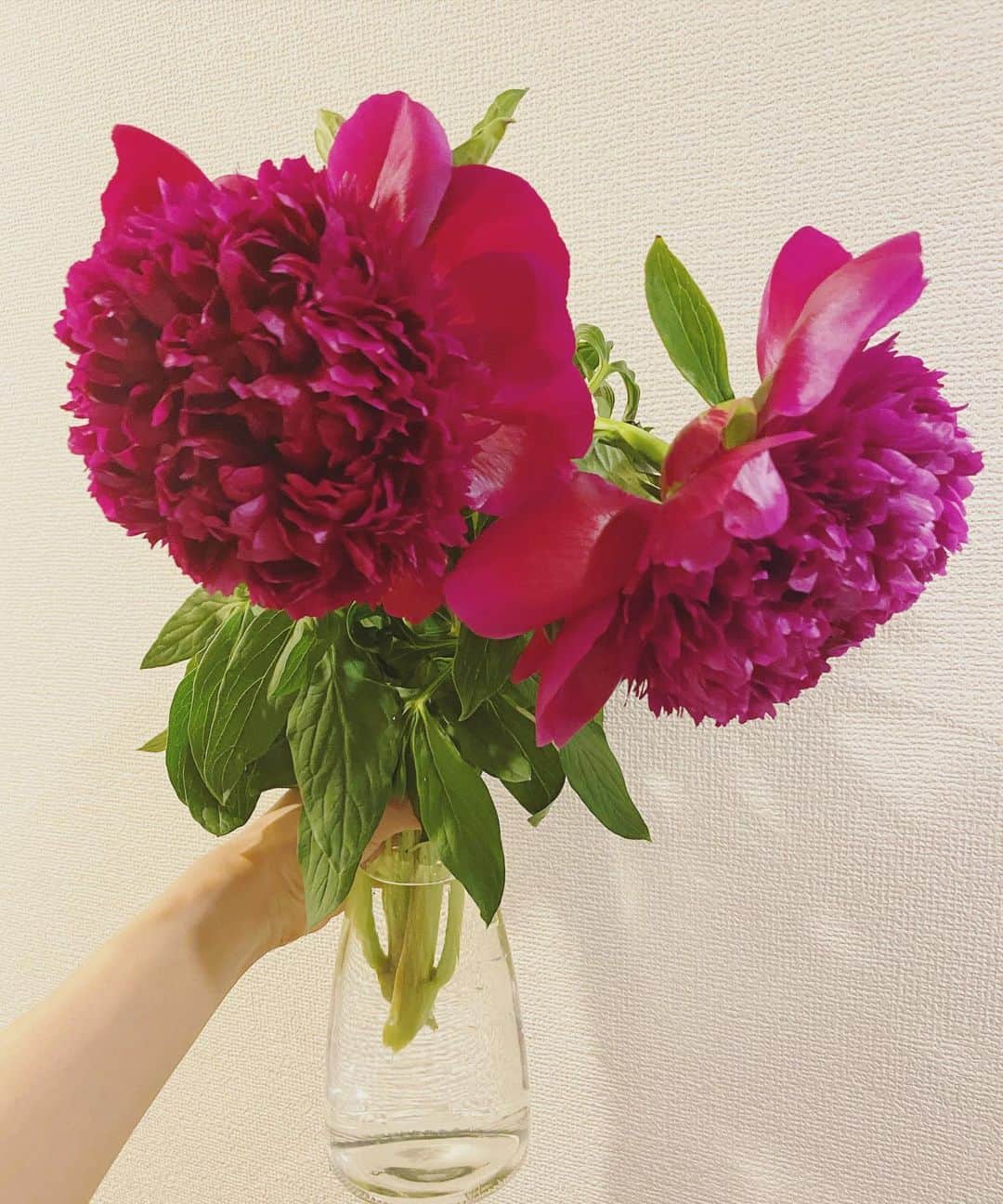松岡李那さんのインスタグラム写真 - (松岡李那Instagram)「お家がお花畑❤️ 蕾だったお花がこんなに大きく咲いたよ😳❣️」6月1日 18時31分 - linahxoxo
