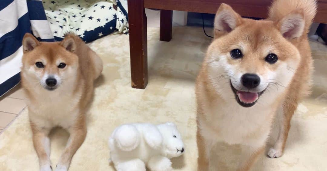 豆柴 サニーちゃんさんのインスタグラム写真 - (豆柴 サニーちゃんInstagram)「. . HELLO〜こんにちわんわん🐻🐶🌻 . ① 控えめな、サニーちゃん🐻 前に出すぎな、ラムちゃん🐶 . ② 天使な、サニーちゃん🐻 悪魔な、ラムちゃん🐶 . . #さにらむ2ショット #出たがり #まだまだ子犬 #控えめ #落ち着いてる #そっくりさん #たまに間違えるよ . #柴犬#豆柴 #赤柴#豆柴子犬 #まめしば#いぬのきもち#ふわもこ部 #サンデイ#サンデイいぬ組#anicas#shiba_snap #shibainu#shiba#mameshiba#shibastagram #mameshibapuppy#shibapuppy #豆柴サニーちゃん#豆柴ラムちゃん#さにらむたん #さにらむ2020」6月1日 18時35分 - sunny_rei_32