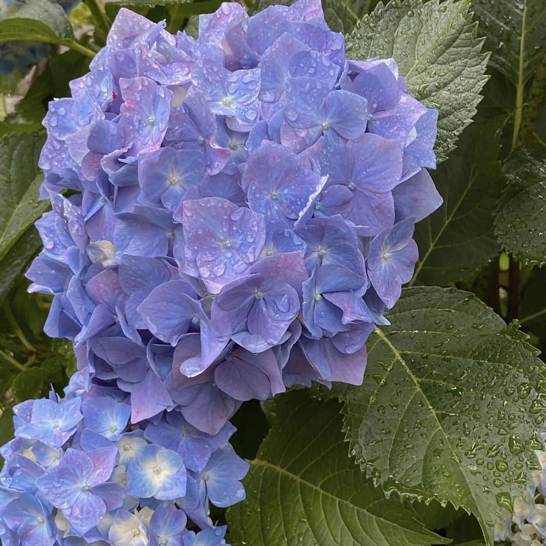 上野貴穂さんのインスタグラム写真 - (上野貴穂Instagram)「.﻿ らしいお天気で6月が始まりましたね☂️﻿ 今月もどうぞよろしくお願いします。﻿ ﻿ お散歩してたときに見つけた紫陽花が﻿ とっても綺麗だったので皆さんにもおすそわけ📷﻿ 昔は特別だいすきというわけではなかったけど﻿ 最近すごく心が惹かれるんです。﻿ 大人になったのかなぁなんて🥱﻿ ﻿ ﻿ #6月 #june #紫陽花」6月1日 20時49分 - kiho_ueno