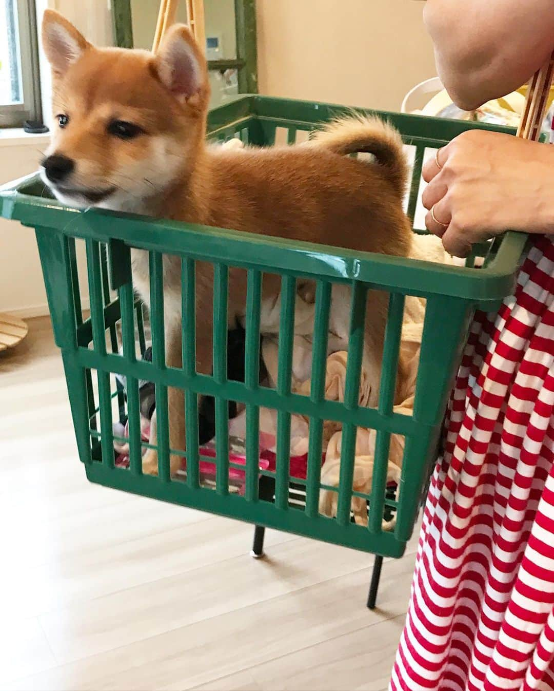 豆柴にこちゃんさんのインスタグラム写真 - (豆柴にこちゃんInstagram)「🐶 かご入り娘。 ラスト3枚はパピー時代。 . 花火、我が家は音すら聞こえませんでした🎇 . #柴犬#豆柴#pecoいぬ部#犬#わんこ#犬#ここ柴部#shibainu#dog#mameshiba#pecotv#shiba#いぬのきもち部#しばいぬ#しばけん#こいぬ#シバイヌ#いぬ#イヌ#ペット#日本犬#子犬#puppy#pet#시바견#강아지#개#barked#9gag」6月1日 20時57分 - nikochan.mame48