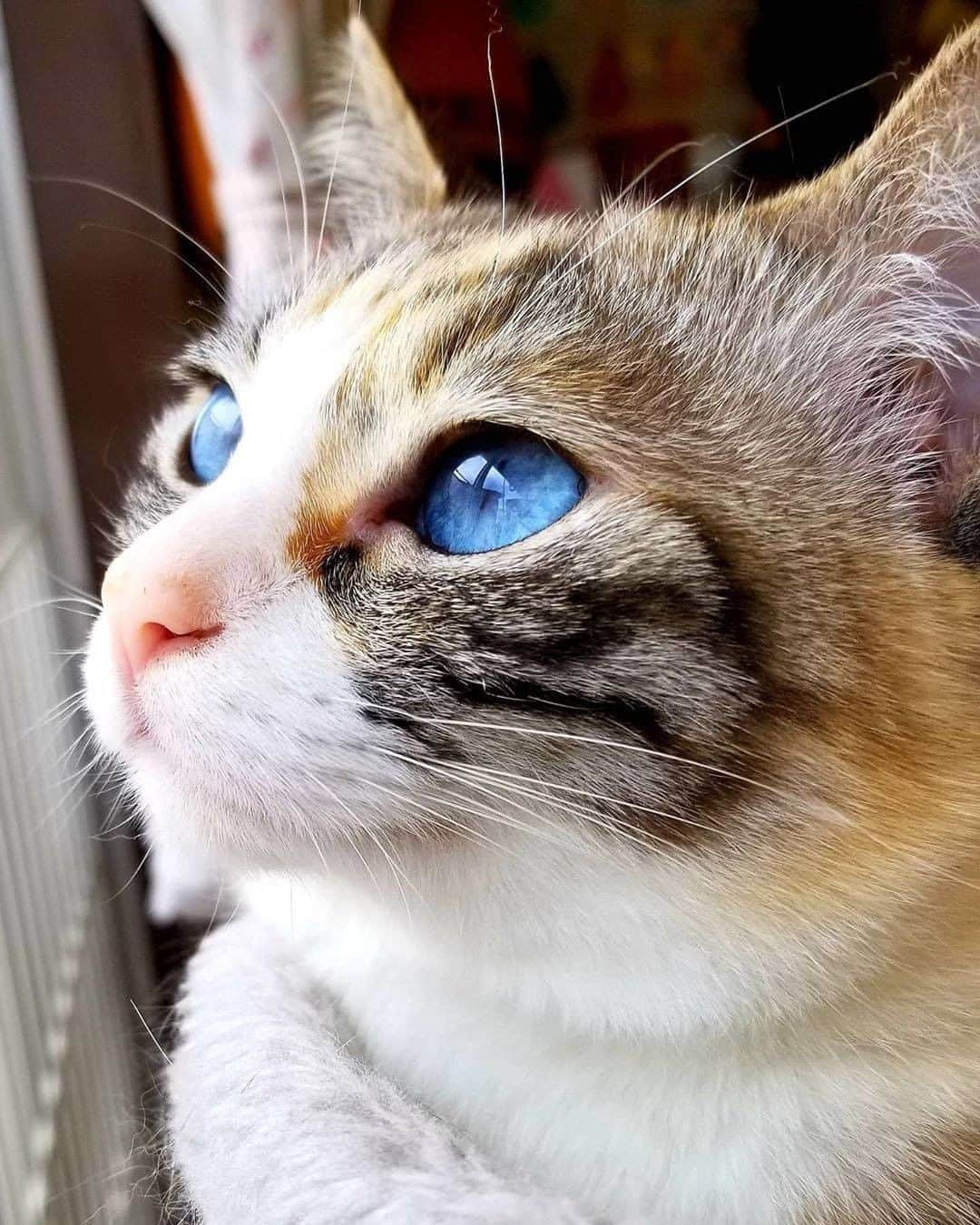 PECOねこ部のインスタグラム