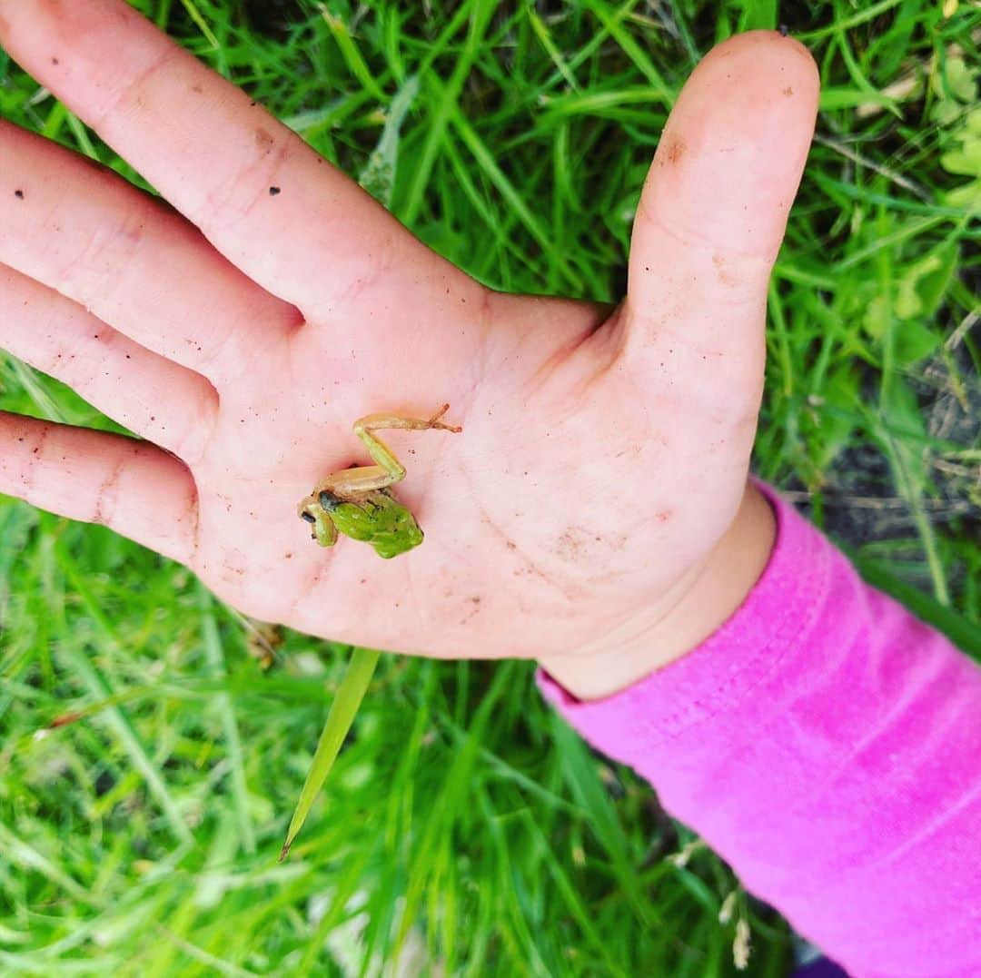 SHELLY（シェリー）さんのインスタグラム写真 - (SHELLY（シェリー）Instagram)「お散歩中に人生ではじめての光景。田んぼの横を嘘みたいに大量のカエルの赤ちゃんがピョンピョンピョン！！！これぞゆったりライフ。 #姉はガシガシ取りに行ってた #妹はビビって姉に捕まえるのお任せ #間違い探しのようにいる #カエルを探せ」6月1日 21時13分 - shelly_official_shelly