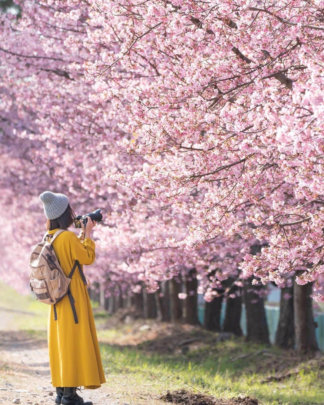 詩歩さんのインスタグラム写真 - (詩歩Instagram)「6月1日は #写真の日 📷﻿ ﻿ 1841年（江戸時代）の今日、なんと日本初の写真が撮影されたそう😳﻿ カメラはオランダ製、カメラマンは長崎の商人、モデルは薩摩藩主の島津斉彬だって。すごいな〜〜〜！🇳🇱 （写真の日制定後、実際もっと古い写真が見つかったらしいけどまぁ細かいことは置いとこう）﻿ ﻿ この写真は今年2月に訪れた静岡の早咲きの桜で撮っていただいたもの🌸﻿ ﻿ 来年は思いっきり桜が撮りにいける世界になっていたらいいな📷﻿ ﻿ そのために今はまだ「県境をまたいだお出かけ」はガマンしようと思います😌🙏 ﻿ ﻿ ﻿ photo by @mori_keke さん﻿ ﻿ ﻿ 📷Feb 2020﻿ 📍美和桜／静岡県静岡市﻿ 📍Miwa sakura／Shizuoka Japan」6月1日 21時30分 - shiho_zekkei