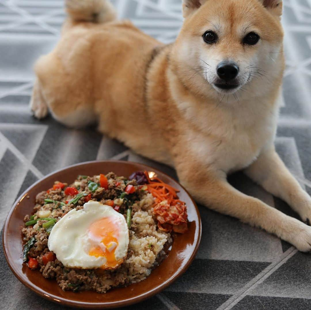 アブさんのインスタグラム写真 - (アブInstagram)「今世紀最大に美味いガパオライスでけたー！ ナンプラーとオイスターソースと豆板醤と醤油を目分量で適当に入れたら、奇跡の味付けになってしまった…。 くぅぅもう二度とこの味が再現できないと思うと悔しすぎるっ！！！ でも沢山作り置きしたから明日も食べられるぞ…うひひひ。 具材は鳥豚合挽とパプリカ、ピーマン、玉ねぎ、小松菜、ニンニク、バジルと具沢山だよー！  #ガパオライス #ステイホーム #dog #シバチャ #夕食 #柴犬」6月1日 21時32分 - abuuungram