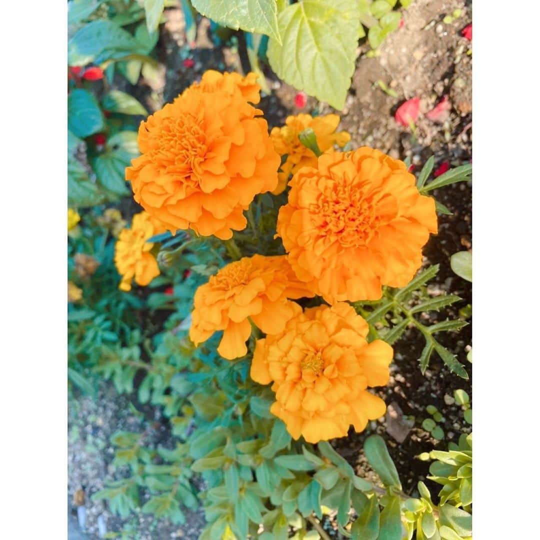 Beverlyさんのインスタグラム写真 - (BeverlyInstagram)「. I love this color. It’s very summery. 🌼 #flowers」6月1日 21時35分 - beverly_official_