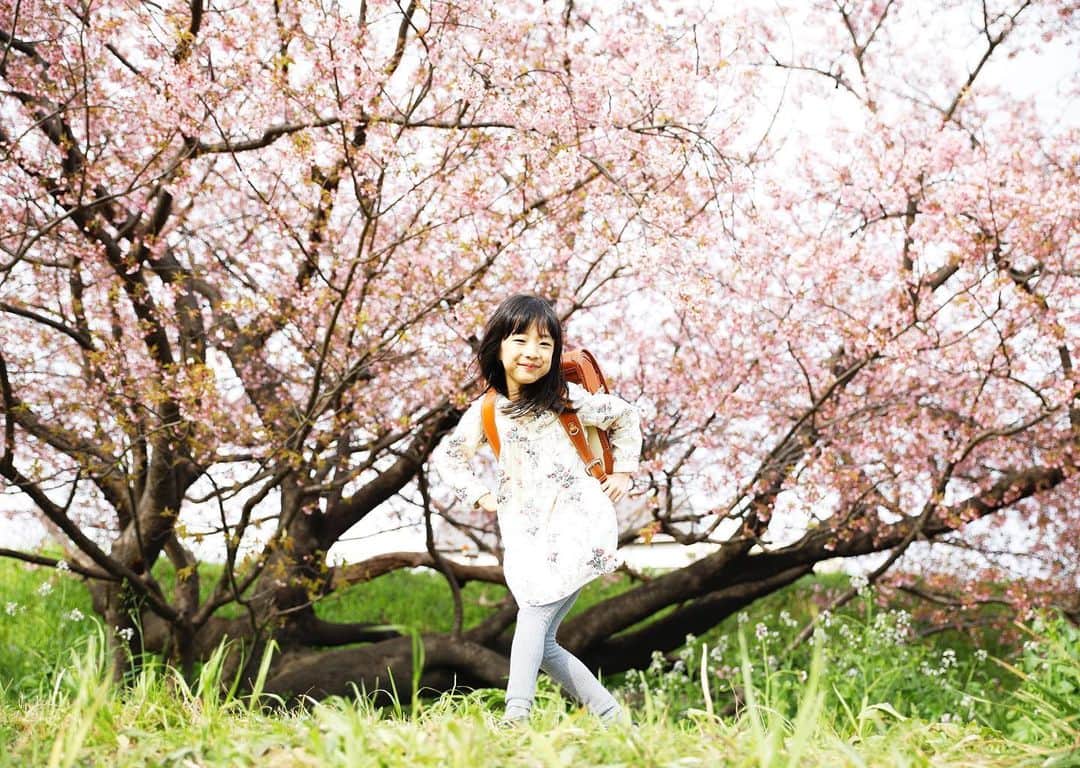 gracocoro Ryoko ONLINE SHOP＜グラこころ＞さんのインスタグラム写真 - (gracocoro Ryoko ONLINE SHOP＜グラこころ＞Instagram)「今日から6月🐌 の中、季節外れの桜フォト🌸 ・ 3月早咲きの桜のあたりで とりあえず下見も兼ねて… と、👦のお迎え前に さっと河原まで行った時のもの。 ・ 久々にパパママ独り占めで とっても嬉しそうな様子に 私が嬉しかったなぁ。 ・ 残り少ない幼稚園生活や たのしみな行事が なくなったのは本当に残念だったけど… これからはじまる小学校生活に ワクワクしてる姿に すごーく元気をもらいました。 （と、その後また自粛生活が続いたけれど…） ・ 親の手を離れて登校したり 教室で勉強したり 新しい友達に出会ったり。 そんなたくさんのスタートを、 気候のよい時にさせてあげられないのは やっぱり残念だったけど ・ 我が家は入学式も初登校はこれからですが ようやく、今週から第一歩。 その先に、たくさんの楽しいことが 広がっていますように。 ・ ・ 桜フォト、もう少しupさせてください🌸 ・ ・ #桜 #入学 #入学おめでとう #ランドセル #ピカピカの1年生 #ピカピカの一年生 #土屋鞄ランドセル #土屋鞄 #土屋鞄製造所 #女の子ママ #小学生ママ #新一年生 #新1年生 #新1年生準備 #新1年生のランドセル #クラリーノ #アトリエクラリーノ #アトリエシリーズ #土屋鞄アトリエシリーズ #入学記念撮影 #入学記念 #入学記念写真」6月1日 21時41分 - gracocoryoko