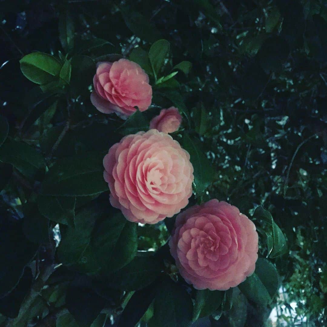 towanaさんのインスタグラム写真 - (towanaInstagram)「大好きな乙女椿の季節は過ぎ春咲きの薔薇も咲きもう紫陽花の季節。六月。特別な月。なぜ特別に感じるのかというとわたしは六月生まれだからです☺︎💎 どうしようもなく時間は流れますね 季節をワープしてしまったよう 思いきり歌いたいよー」6月1日 21時42分 - towana