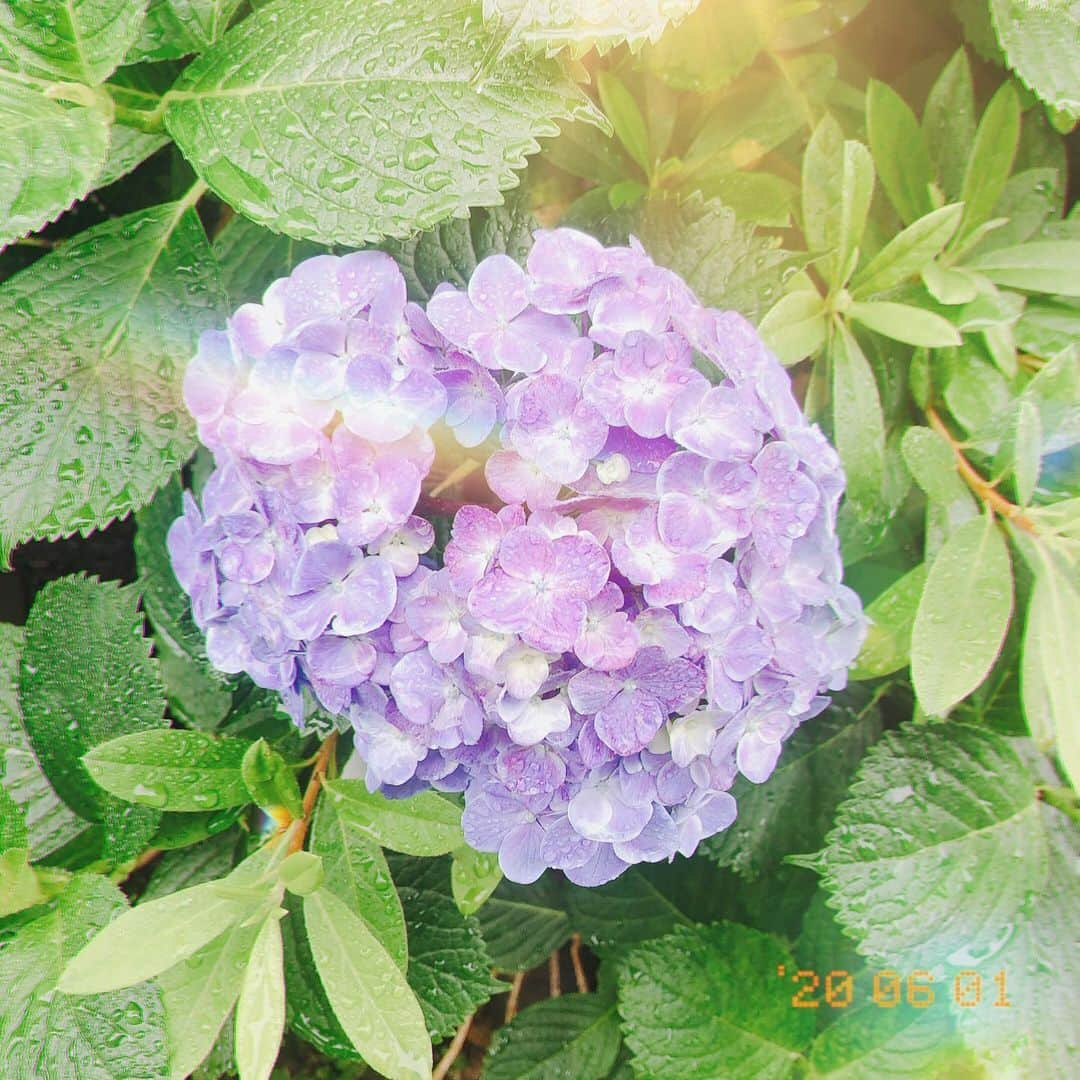 四島早紀さんのインスタグラム写真 - (四島早紀Instagram)「💠今日 見つけた紫陽花〜💠 . 6月になりましたね🧚🏻🧚🏼‍♀️ 6月もよろしくね〜〜〜🌈♡♡ . 今日の雨で紫陽花が綺麗に咲いてたよ💜 お花見つけると写真撮ってしまう、💐 . 東京は梅雨入りいつかな？？て思ってたら あっという間に夏になるんだろうね🧜🏻‍♀️🧜🏻 . . #紫陽花 #アジサイ #あじさい #💠 #お花 #梅雨 #🌈 #☔️ #6月 #JUNE #六月 #お花が好き #お花見🌸 #followｍe #フォロワー増やしたい #followｍe #いいね」6月1日 21時50分 - saki_shishima