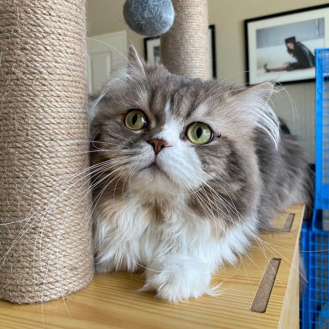 Haruさんのインスタグラム写真 - (HaruInstagram)「Fufu is hiding. 🙈」6月1日 22時06分 - haru_thecat