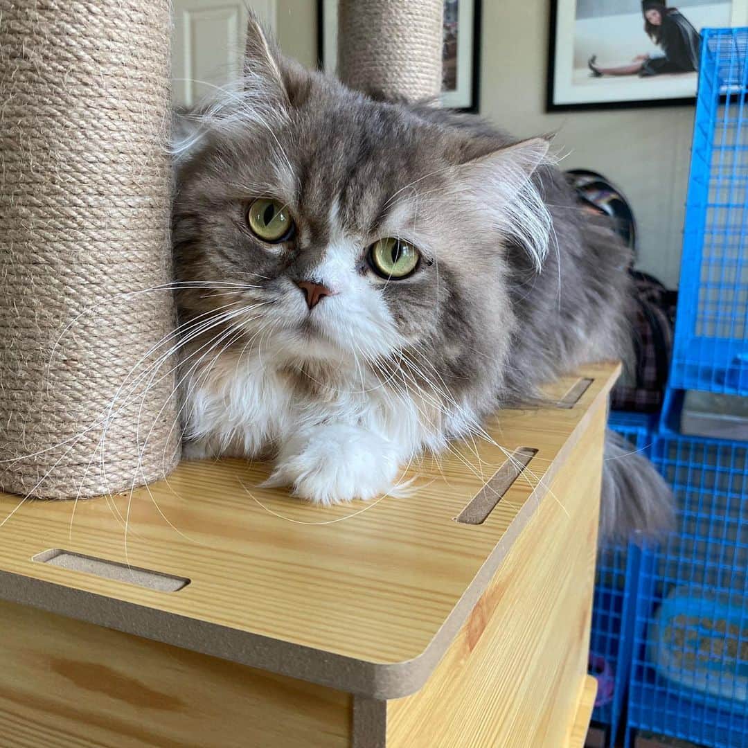 Haruさんのインスタグラム写真 - (HaruInstagram)「Fufu is hiding. 🙈」6月1日 22時06分 - haru_thecat