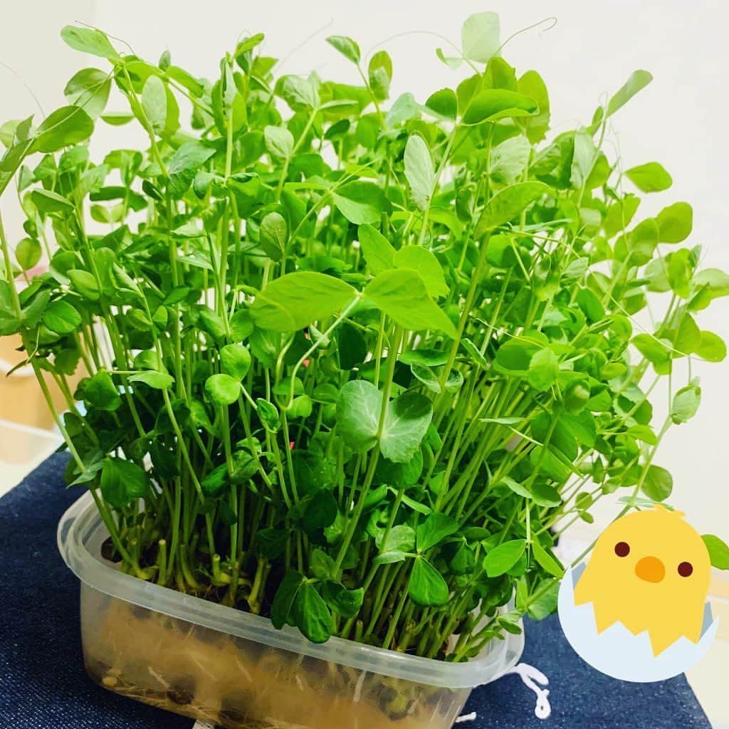 知念紗耶のインスタグラム：「ベランダで育てている豆苗くん🌱 ぐんぐん育つから毎日成長を見るのが楽しみです👀✨ もっと大きくなるのが見たいけど、そろそろ収穫の時期かな🥺🌱 #豆苗　#収穫」