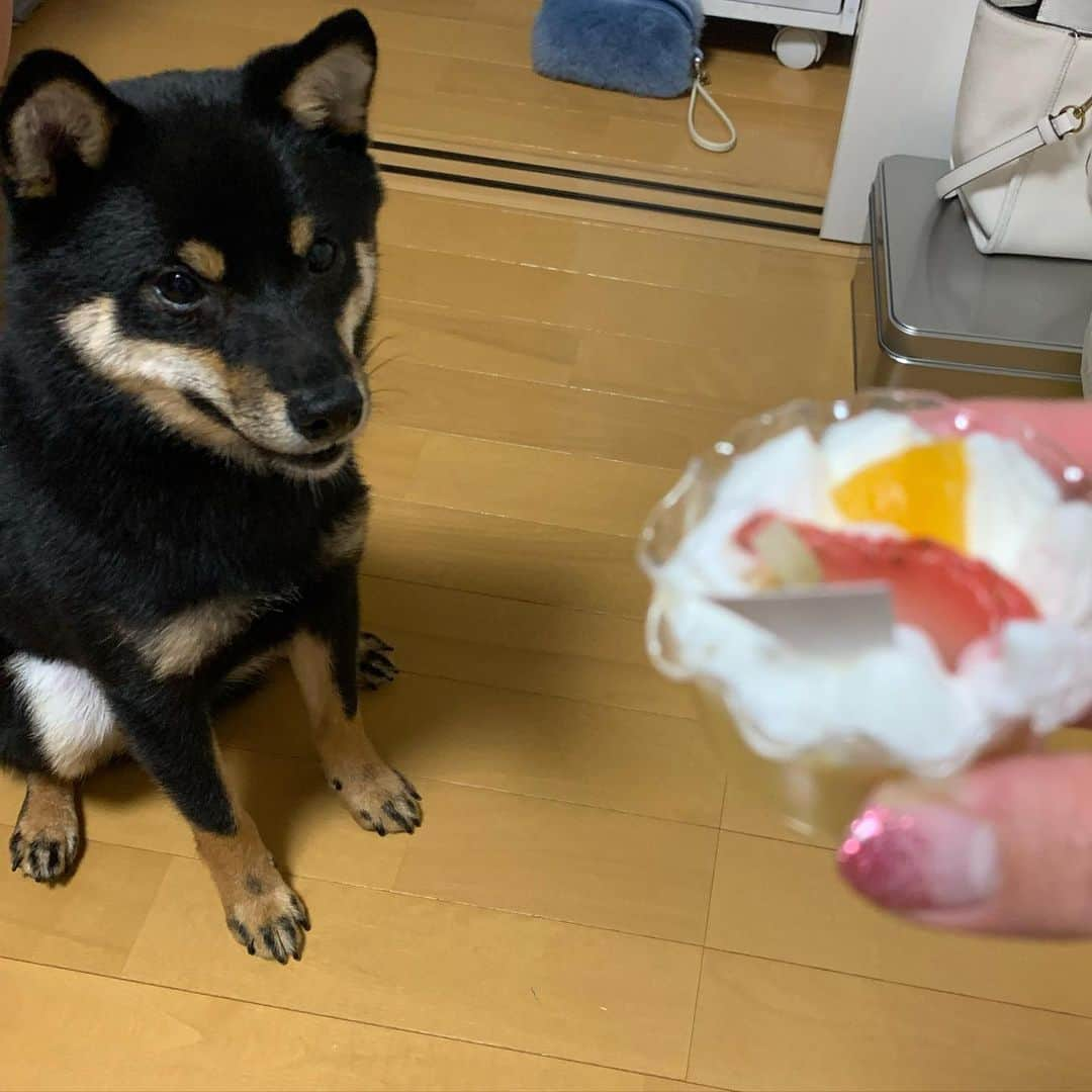 國武愛美さんのインスタグラム写真 - (國武愛美Instagram)「. れあくん1歳バースデイ💗🎂🎉🐶おめでとう🎊これからもよろしくね🐶✌︎れあのおかげで毎日幸せだよ🥰✴︎れあにも幸せって思ってもらえるようにたくさん尽くそう🧚🏼‍♀️💕 . . #6.1 #れあ #愛犬 #1歳#HAPPYBIRTHDAY」6月1日 22時08分 - kunitake_aimi