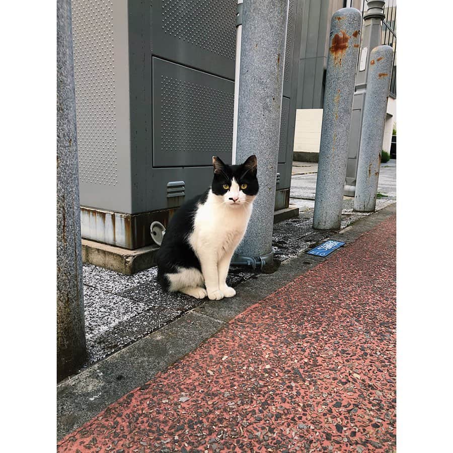 水戸悠夏子さんのインスタグラム写真 - (水戸悠夏子Instagram)「久しぶりに会った口元ほくろ美人。 猫の座ってる時の、このキュッとした手元ってお上品で可愛いですよね。」6月1日 22時27分 - mitoyukako