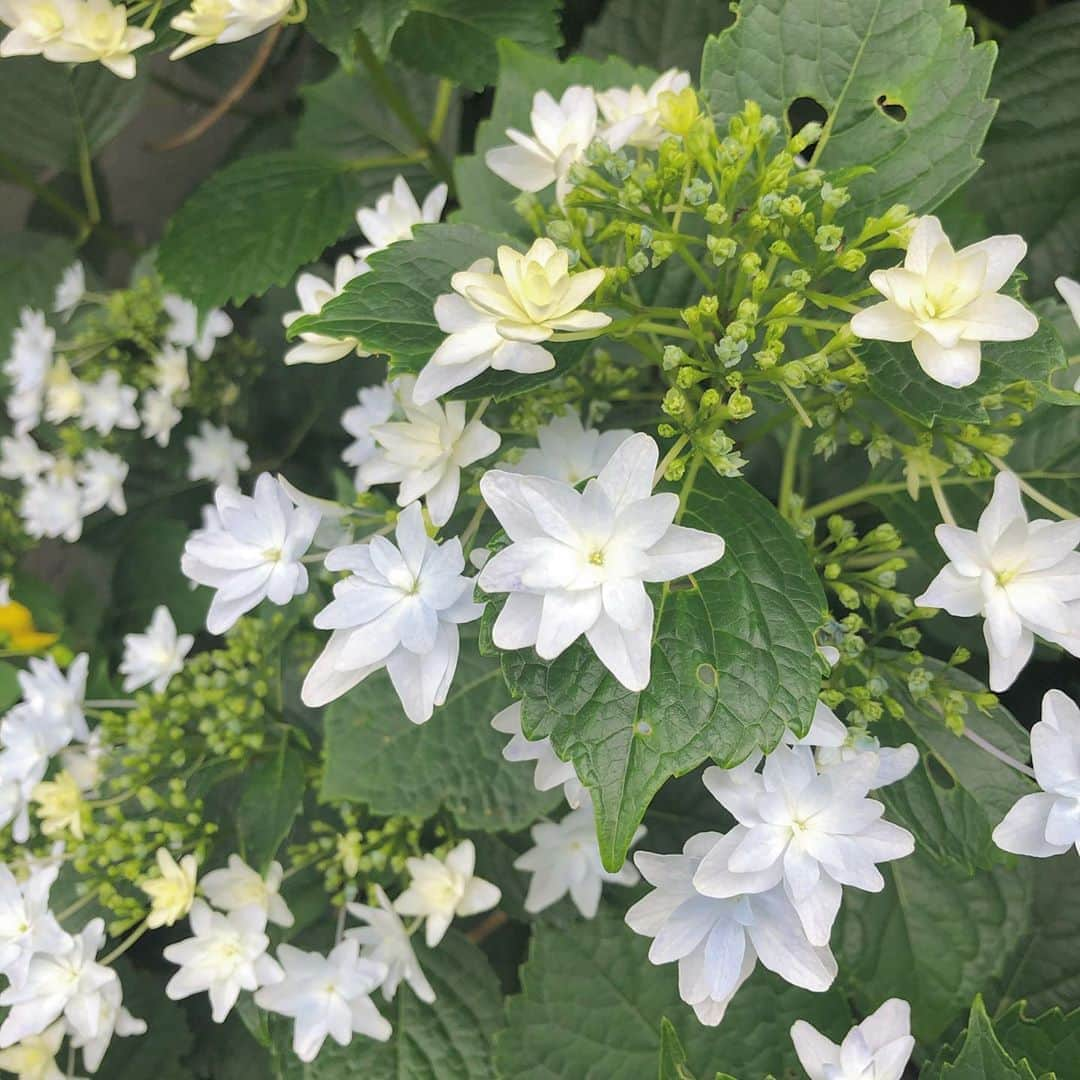 西川怜のインスタグラム：「お散歩で見つけた紫陽花✨ . もう梅雨ですね〜 . 花がいっぱいの紫陽花しか知らなかったから、新しい発見😊 かわいい！ #紫陽花」