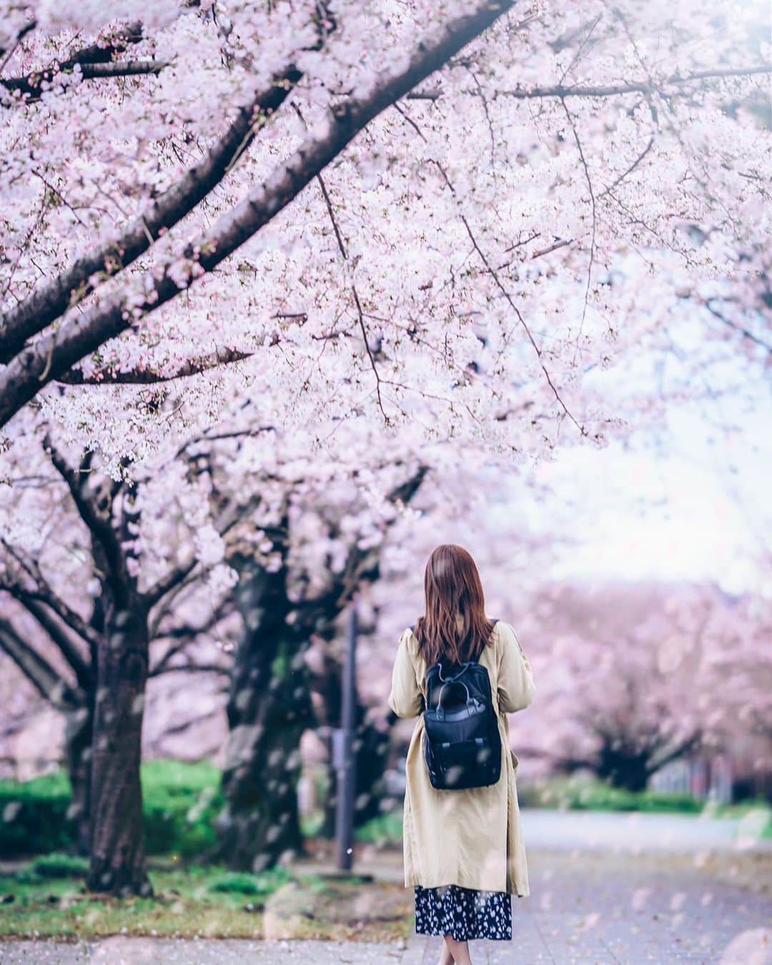 青山日和さんのインスタグラム写真 - (青山日和Instagram)「ㅤㅤㅤㅤㅤㅤㅤㅤㅤㅤㅤㅤㅤ ㅤㅤㅤㅤㅤㅤㅤㅤㅤㅤㅤ 素敵な景色。 ㅤㅤㅤㅤㅤㅤㅤㅤㅤㅤㅤㅤㅤ #桜の時#桜#ポートレート#景色#癒し#cherryblossom#sakura#jpn_photo#gastonluga」6月1日 22時51分 - hiyo131131