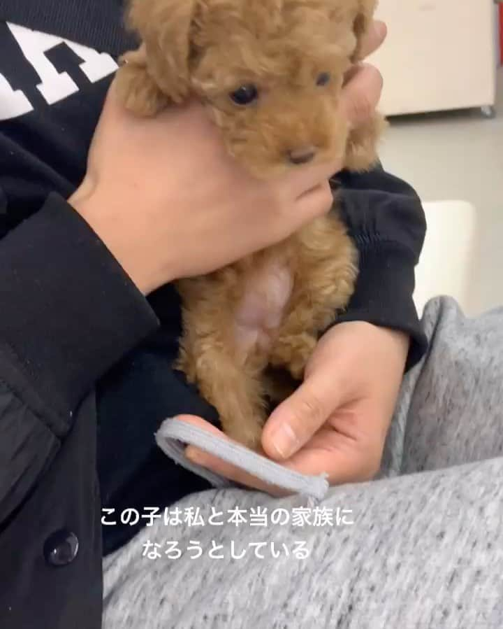 緑友利恵のインスタグラム：「拡散希望  三ヶ月前に我が家にトイプードルの子犬 milkがやってきました。  動物と暮らすのは初めてだったので ドッグトレーナーの友人から milkとの接し方に沢山相談にのってもらいました。  犬種や毛の色によって性格の傾向が違うみたいで 的確なアドバイスを頂きました🌸  その時にパピーミルの存在や 動物愛護団体の活動の話を聞いて衝撃を受けました。  法律が出来て数は減ったものの 繁殖しすぎた動物の殺処分があることは知っていたのですが  繁殖能力の衰えた動物やペットショップで売れ残った犬達は 里親に譲渡、見つからなければ 保護有料で引き取る、引き取りやの元へ  また繁殖場所へ戻されて悪衛生の環境の中で繁殖するか 病気になっても治療をされずそのまま息を引き取るか 酷い時は山に埋められることもあるということを知りました。  悲しい事実が身近にあったので これは伝えてゆかないとと思いました。  子犬の時が売れどきで 裏側を知るとペットショップから飼うことは 良くないことと捉えられてしまう一面もありますが ミルクもこのまま大きくなって 引き取り手が居なかったらと思うと、心が苦しくなります。  生き物には罪がないので パピーミルの存在や 今一緒に暮らしている動物の過去や裏側を知って 過去を丸ごと受け止めた上で愛情を沢山注いで 一緒に暮らして接してあげて欲しいなと切実に思います🌸  #milk #ミルク #パピーミル #動物愛護団体 #犬のいる暮らし  #動物好きな人と繋がりたい」