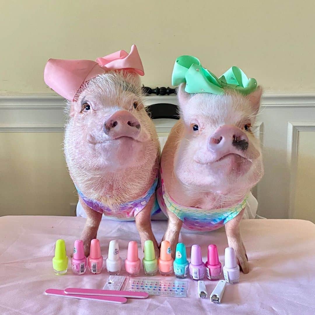 Priscilla and Poppletonさんのインスタグラム写真 - (Priscilla and PoppletonInstagram)「Happy #NationalNailPolishDay! Posey and I are giving manicures, pedicures, and hoovicures today, and they only cost 10 Cheerios. Comment below what color you would like.🐷💅🏻#yougetwhatyoupayfor #nailpolish #PrissyandPosey #PrissyandPop」6月1日 23時15分 - prissy_pig