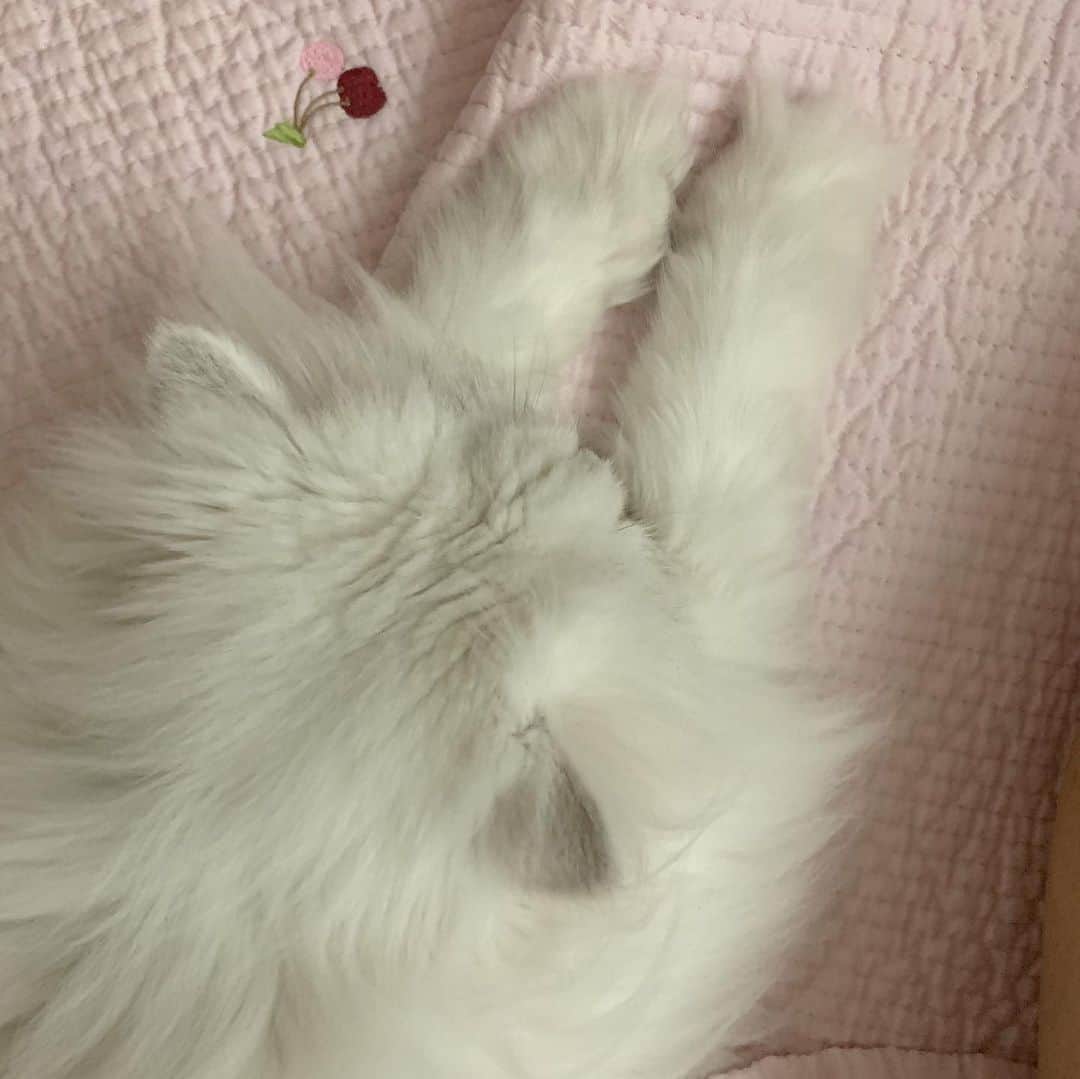 후추네큰언니のインスタグラム：「1. 윗모습  2. 앞모습 . . . . .  #후추  #고양이  #냥스타그램 #캣스타그램  #Hoochu #Hoochuthecat #cat #cats #catstagram #catsofinstagram #topcatphoto #bestmeow #ilovecat #cute #fluffy #petstagram #instacats」