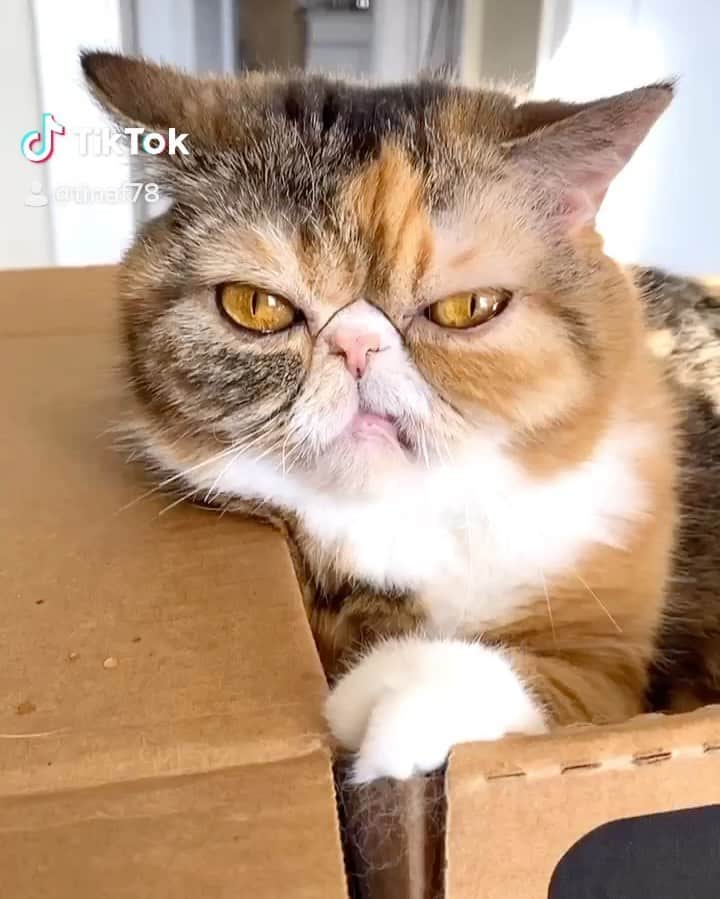 Tinaのインスタグラム：「Are you following George & Wheezy on @tiktok ? Do it. 😊」