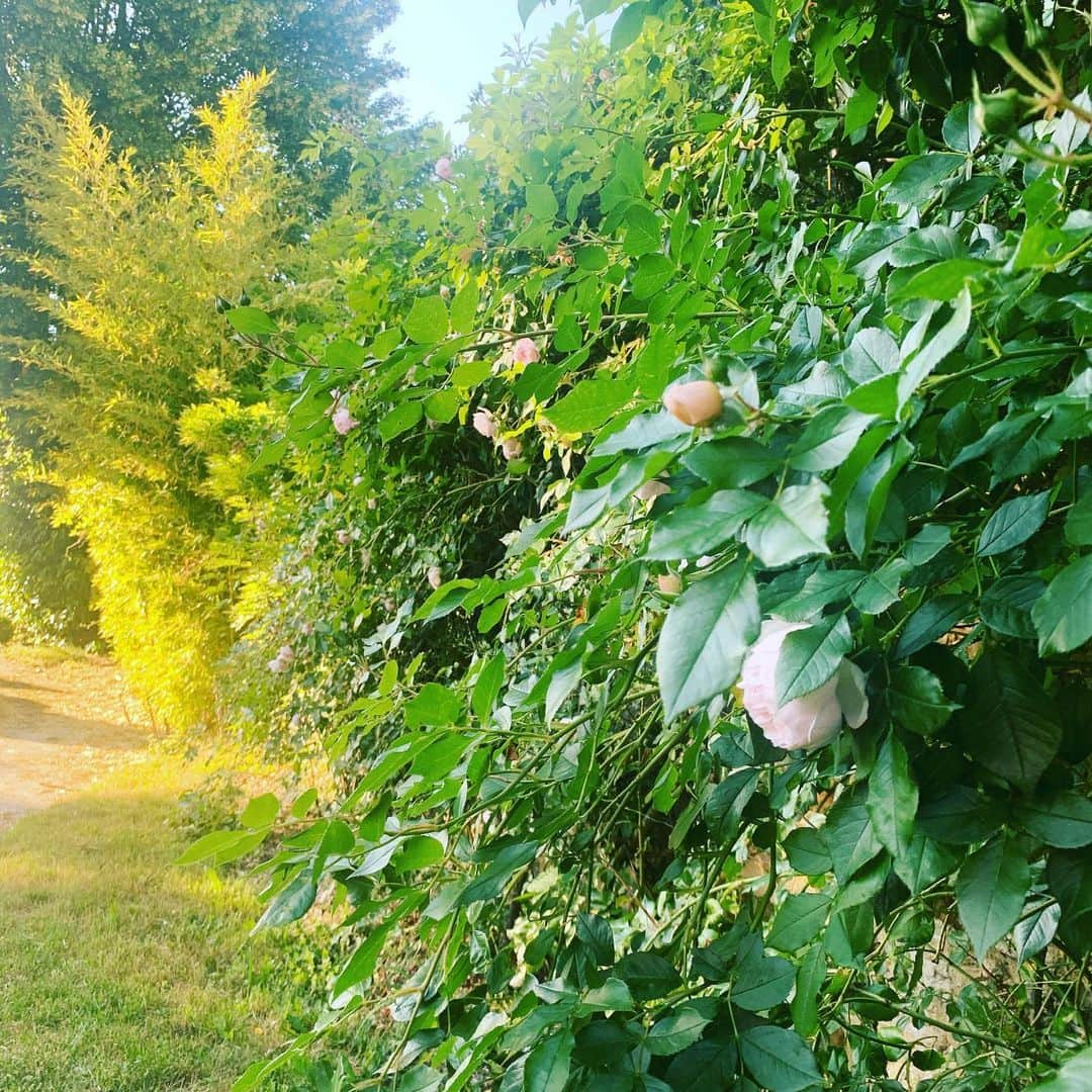 シャンタルトーマスさんのインスタグラム写真 - (シャンタルトーマスInstagram)「Encore un week-end à la campagne un bonheur après deux mois enfermés...#countryside #perche #normandie」6月1日 23時56分 - chantalthomass