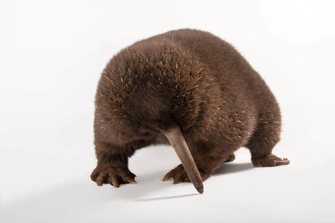 Joel Sartoreさんのインスタグラム写真 - (Joel SartoreInstagram)「Meet J.R., a critically endangered eastern long-beaked echidna @tarongazoo. J.R. is one of only two long-beaked echidnas in captivity, and getting him to breed successfully is a key component in helping his species to survive. This species is one of my top choices for @newbig5project - an international initiative aimed at creating a new big five: the big five of photography, rather than hunting. Click the link in my bio to choose your big five today! #echidna #longbeaked #endangered #newbig5 #PhotoArk #savetogether」6月1日 23時57分 - joelsartore