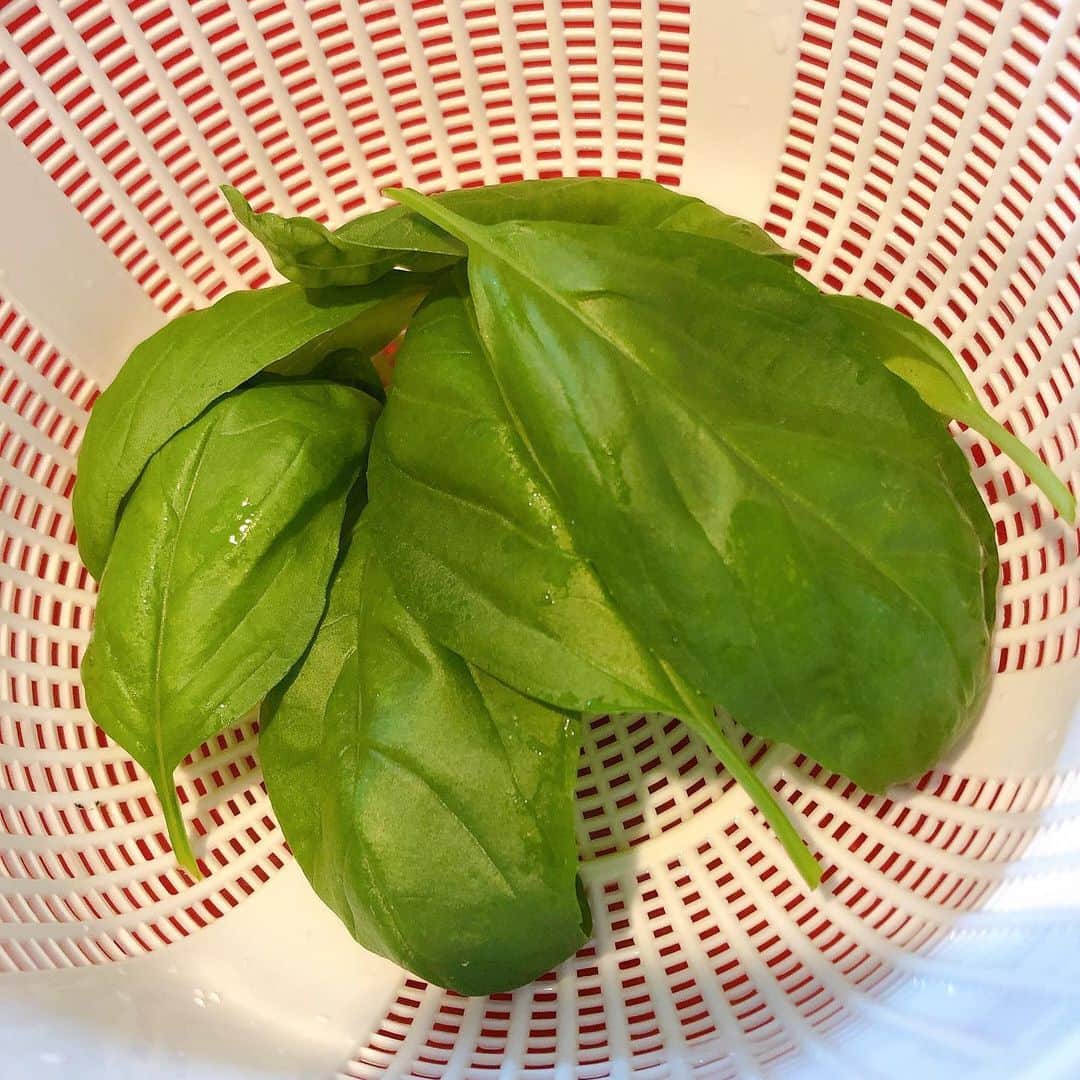 たかはしゆいさんのインスタグラム写真 - (たかはしゆいInstagram)「・ ベランダで育てたバジルがこんなに大きくなった😍❤️ ・ こんな大きいバジルの葉は初めてみた🤣💦 ・ トマトとモッツァレラと混ぜて食べました♪ ・ #家庭菜園 #バジル栽培 #おうち時間 #おうちごはん #たかはしゆい」6月2日 0時07分 - t.yuirin