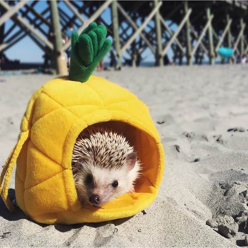 Baby Animalsさんのインスタグラム写真 - (Baby AnimalsInstagram)「Beach day for this cute little hedgehog! 😍」6月2日 0時28分 - thebabyanimals
