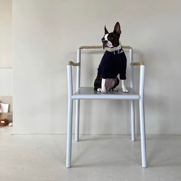 Artekさんのインスタグラム写真 - (ArtekInstagram)「A new seat for you and your best friends – Thank you @yumikaysd for capturing your little companion on the grey version of the Rope Chair. Available now. More info via link in bio. Photography: @smartanson  #RopeChair #Artek」6月2日 0時29分 - artekglobal