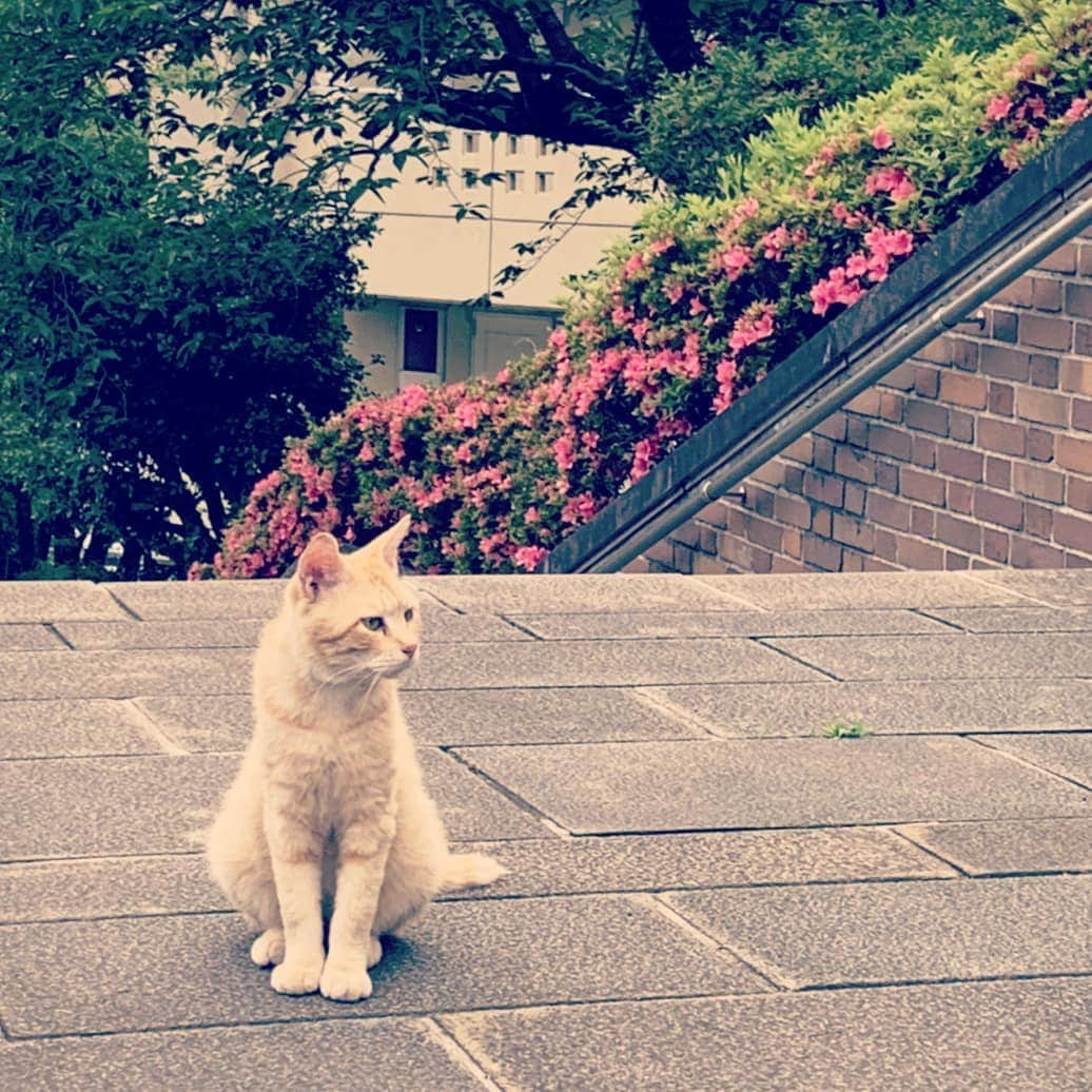 前田真里さんのインスタグラム写真 - (前田真里Instagram)「#cat #park」6月2日 0時42分 - maedamari