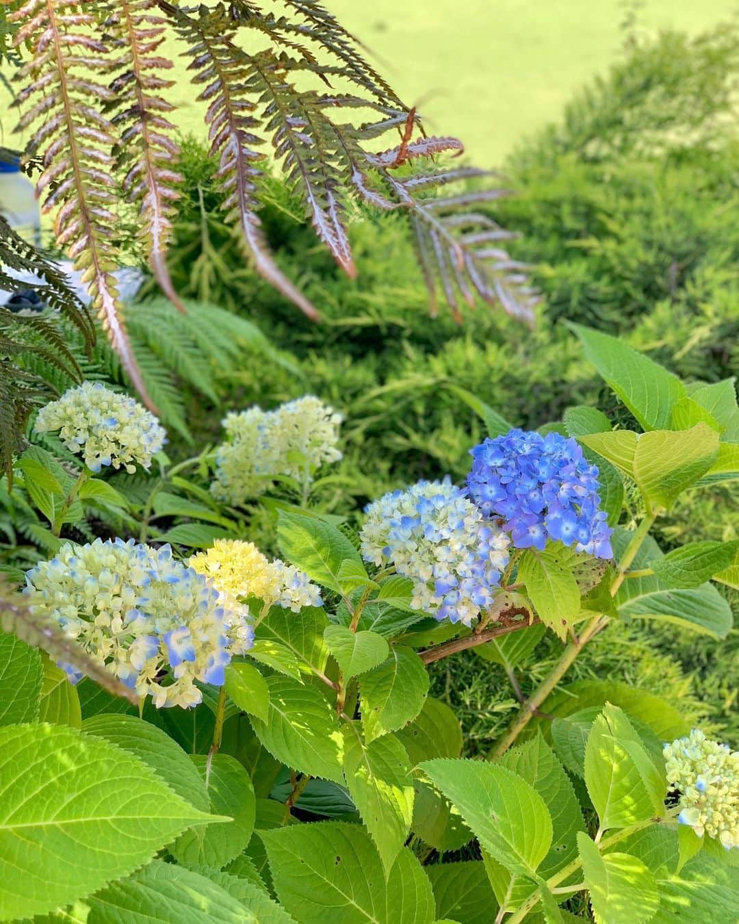のインスタグラム：「６月〜🐌☂️ * あっという間に 梅雨の季節に突入しそうですね！ * 紫陽花は今日ではないですが 色んな場所で 咲いているのが見られて綺麗✨✨ * ６月に入って 東京も営業再開のお店が増えて 久しぶりに美容室に行けました🥺 整えたくらいですがスッキリ〜✨ お仕事以外の日に ちゃんとお化粧したのも久しぶり😂 終始マスクを付けていたので 目から下はメイクしなくても よかったと後で気付きましたが、笑💦 気分転換できてスッキリしました🌟 * #紫陽花 #6月 #梅雨 #美容室 #カット #ミディアム #レイヤー」