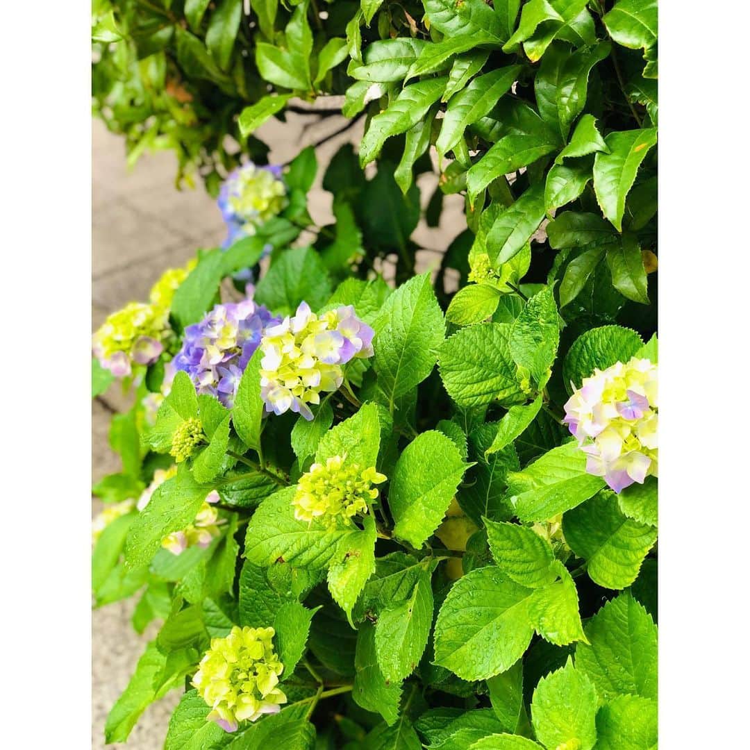 花柳まり草さんのインスタグラム写真 - (花柳まり草Instagram)「2020.6.1 紫陽花のことは、宝石だと思っています。  雨の宝石。  #紫陽花 #花 #flowers」6月2日 1時25分 - marikusa.hanayagi
