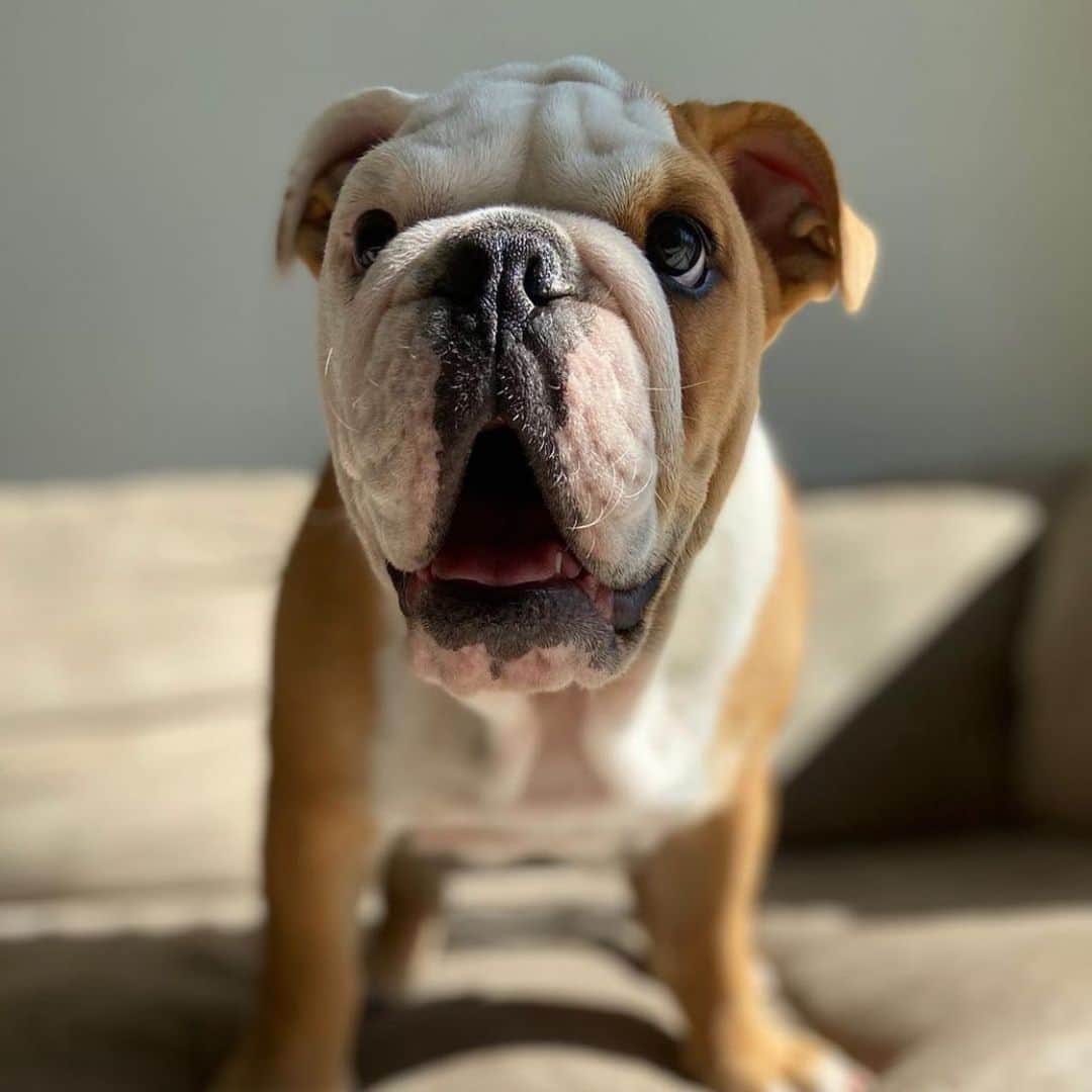 Bodhi & Butters & Bubbahのインスタグラム：「Wait...Monday happens every week?!?! 😱 . . . . . #bulldog #puppy #monday #smile #it #is #here #whether #we #like #it #or #not #be #happy #positivevibes #dog #love #bestoftheday #dogsofinstagram 💗 @marcao_thebulldog」
