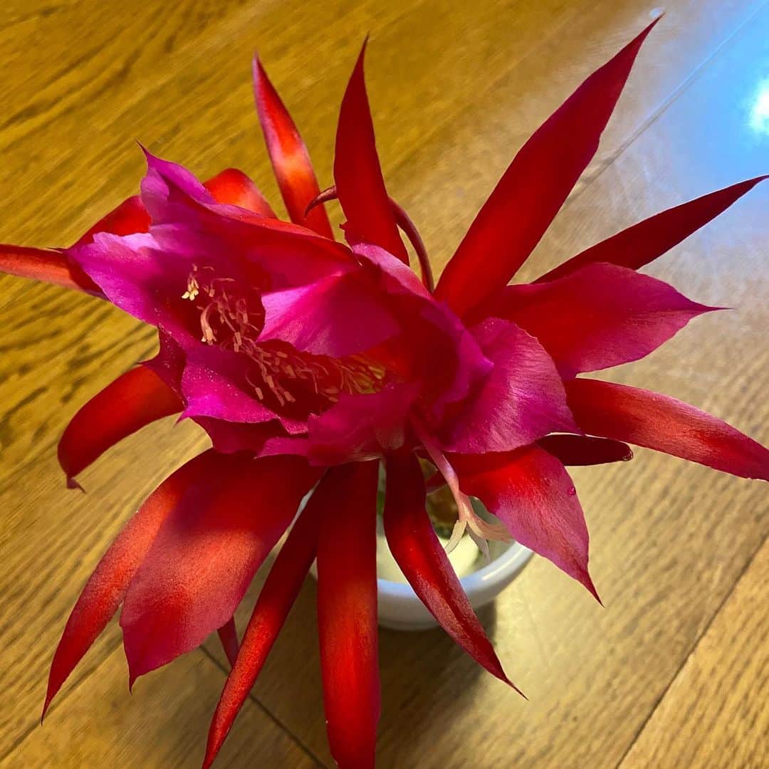 Kensho Onukiさんのインスタグラム写真 - (Kensho OnukiInstagram)「季節は巡ると言うか、自然の摂理と言うか、何よりサボテンは🌵強いす！軒下に出して放置していたウチワサボテン？に花が❣️しかし、重みに耐えかねポッキリと。見事な花だけに写真におさめました。生きものは難しいデス。人間に限らず😅🎶👻#ウチワサボテン #勝手に咲いた花 #キレイすぎる #自分のダメさを知る」6月2日 2時07分 - kensho_onuki