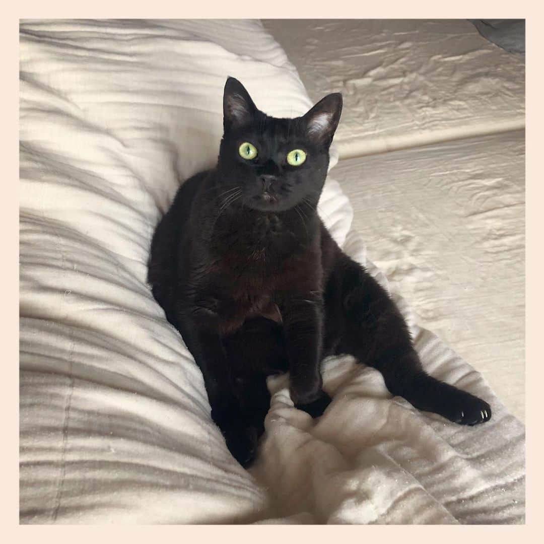 パンといっぴきのインスタグラム：「#元野良猫 #黒猫 #blackcat」