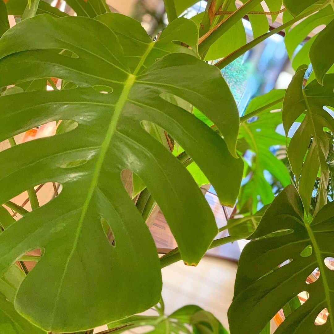 ハワイアンジュエリーのWailea（ワイレア）さんのインスタグラム写真 - (ハワイアンジュエリーのWailea（ワイレア）Instagram)「皆さん、モンステラという植物はご存知でしょうか😌 ハワイでは、葉っぱの穴から差し込む光の様子から『モンステラの葉が希望の光を導く』と言われています🌿  不安な日々の中から、少し希望の光が見えてきた今こそ大切なお守りジュエリーを身につけてみてはいかがでしょうか🌈 ハワイの自然パワーが詰まったジュエリーで、前向きに進んで行きましょう！！ #ワイレア#wailea#ハワイ#hawaii#ハワイアンジュエリー#元町#motomachi#モンステラ#希望#光」6月2日 13時30分 - wailea.hawaii